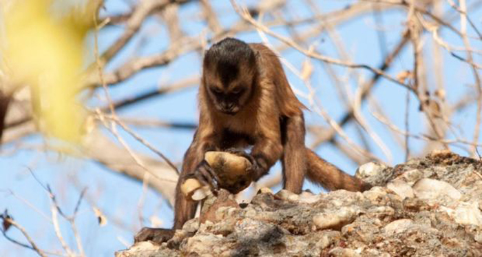 Capuchin stone flakes