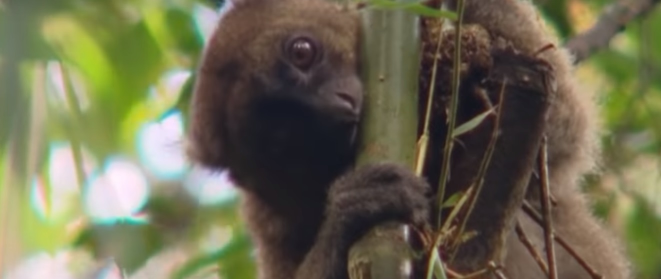 Bamboo lemur