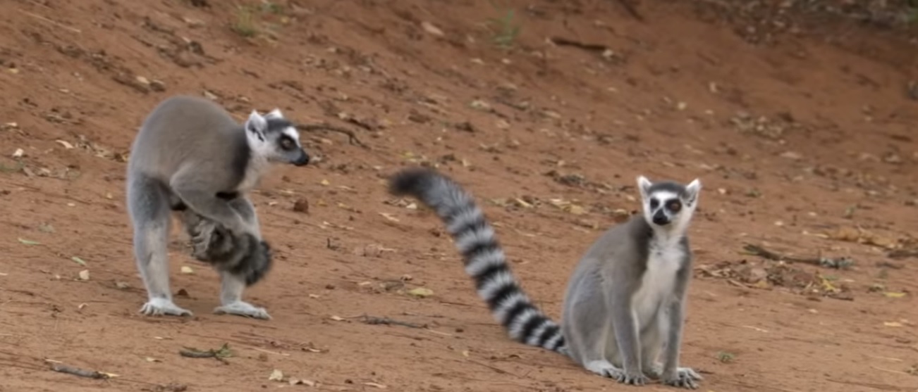 rub tail on scent glands