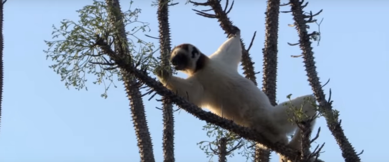 sifaka octupos tree