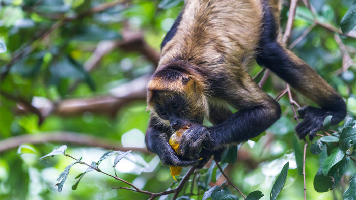 Monkey fruit eating