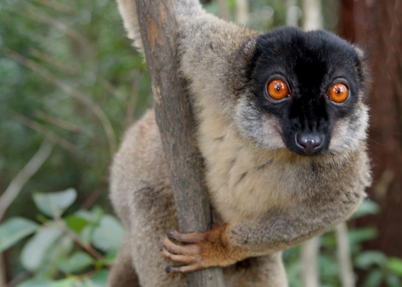Common brown lemur Image via David Dennis Wikipedia