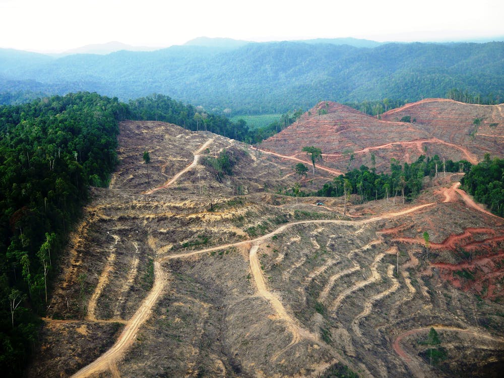Deforestation in Sumatra one of the worlds primate hotspots. W. F. Laurance