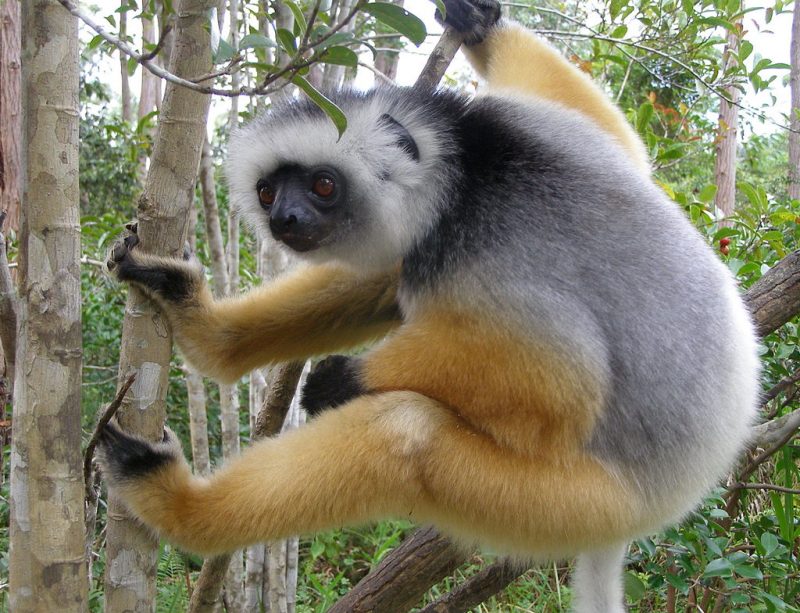 Diademed sifaka a lemur that is a vertical clinger and leaper. Image via C. Michael Hogan Wikipedia