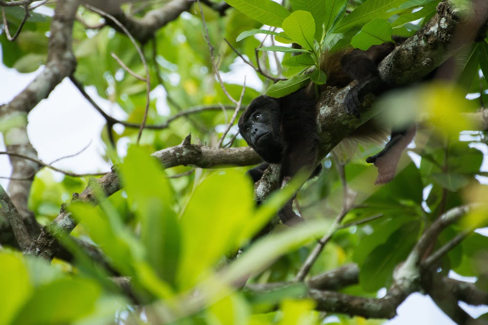 This species of howler monkey is found on the Azuero Peninsula in Panama and nowhere else. Barbara Réthoré Julien Chapuis NatExplorers
