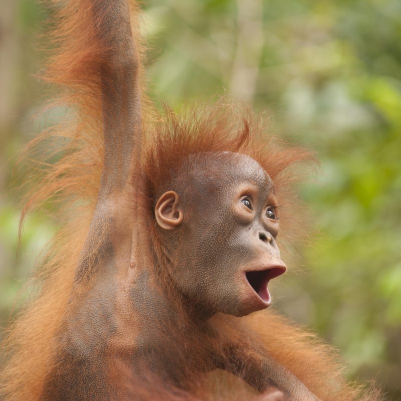 Young Bornean orangutan Image via Orangutan Foundation