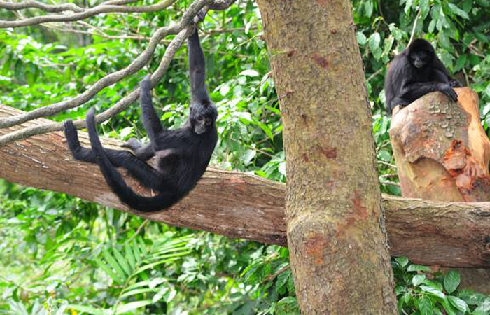 Spider monkey blog 2