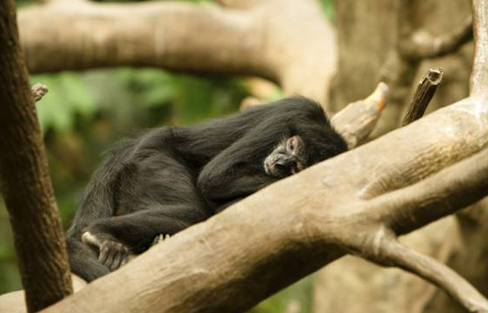 Spider monkey blog 3