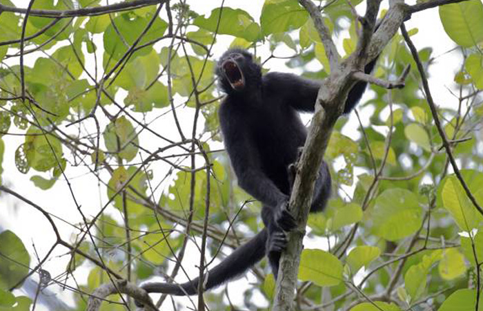 Spider monkey blog 5