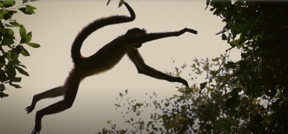 Spider monkey jump web