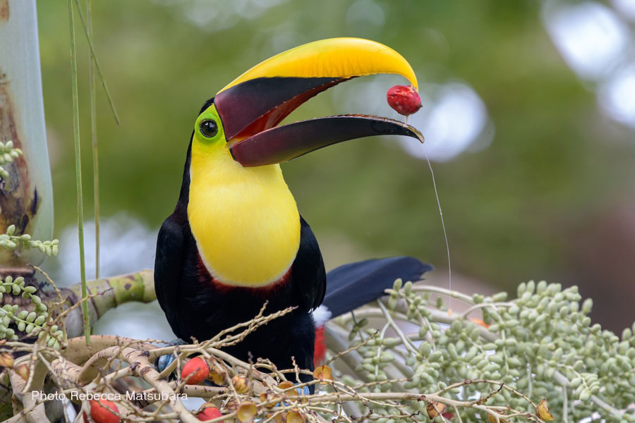 Toucan Rebecca Matsubara