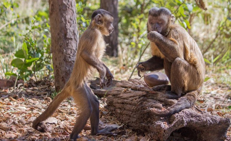 Young capuchin monkey observes adult male monkey eating nuts cracked open using a stone tool. Luca Antonio Marino CC BY ND web