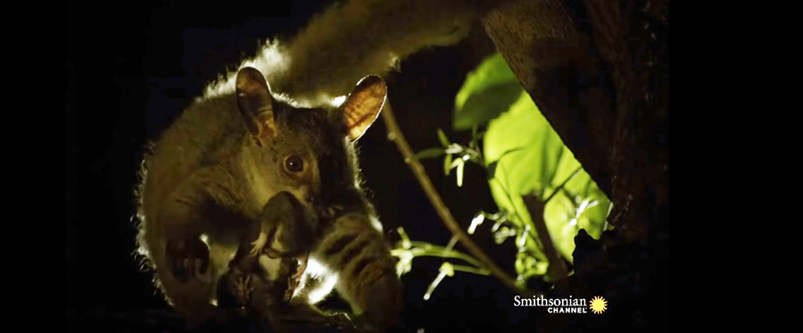 Bushbaby catch mouse