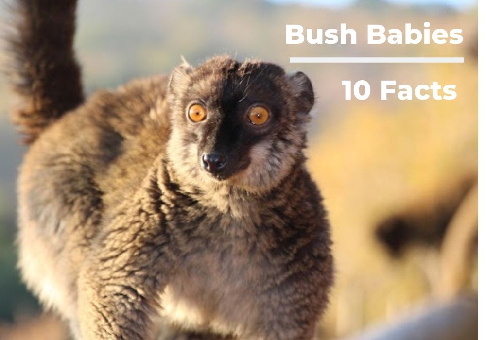 Bushbaby 1