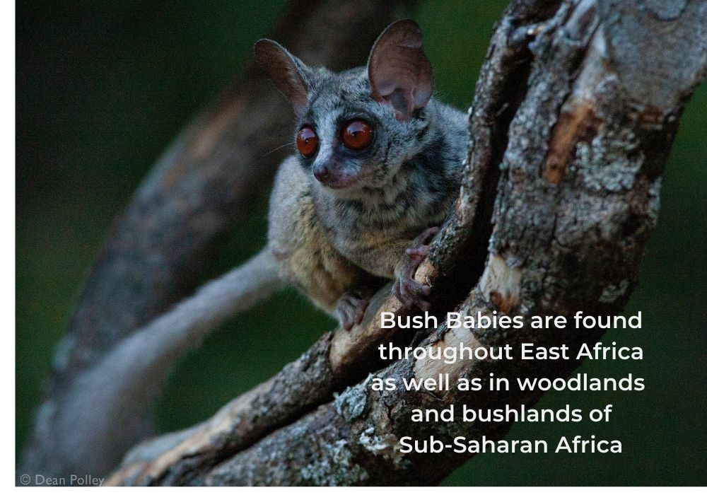 Bushbaby 2