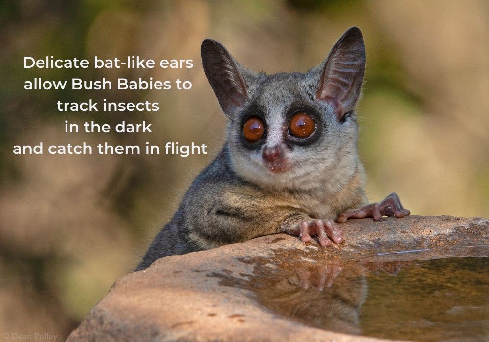 Bush Babies 10 Facts