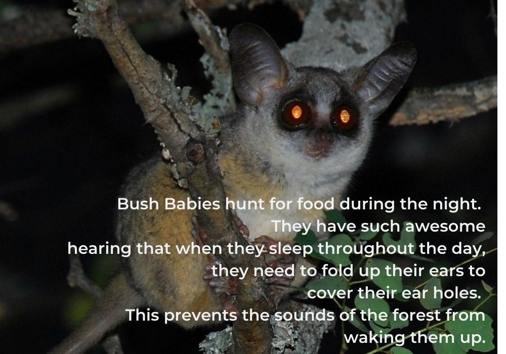 Bushbaby 6