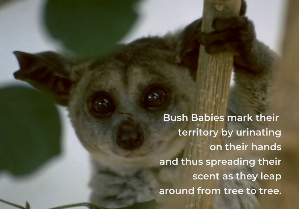 Bush babies- 10 facts