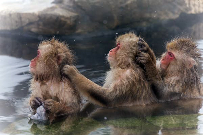 Friends who bathe together stay together. norikko Shutterstock