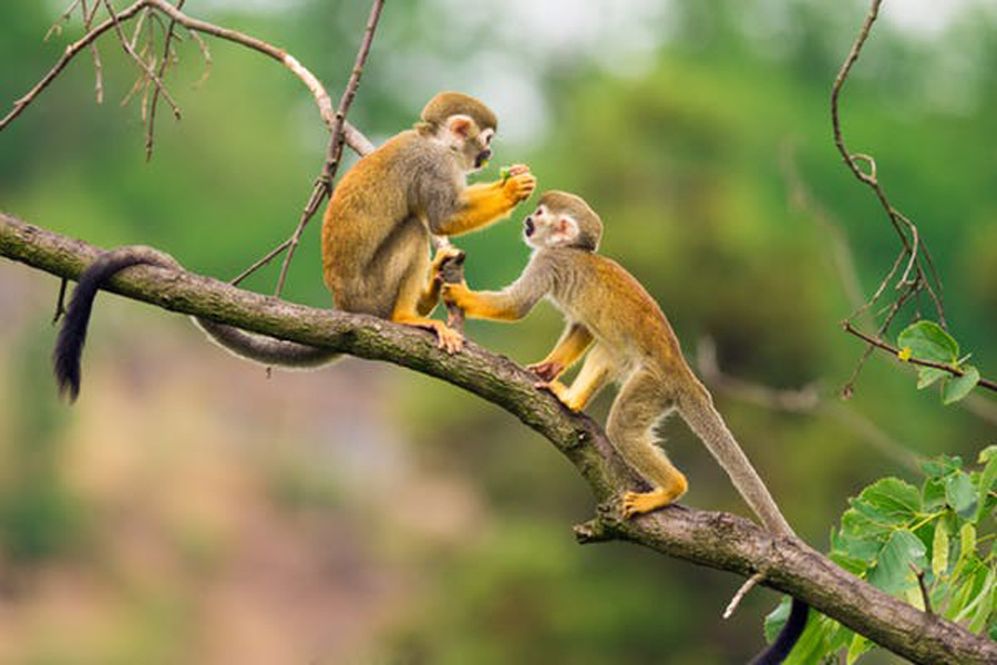peacemaking among primates