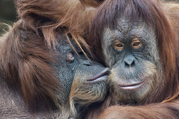 Peacemaker Give us a kiss olga shutterstock