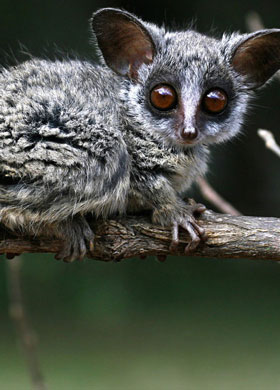 BUSHBABIES