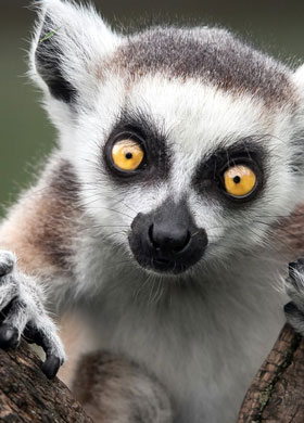 RINGTAIL LEMUR 