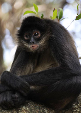 BLACK-HANDED SPIDER MONKEYS 