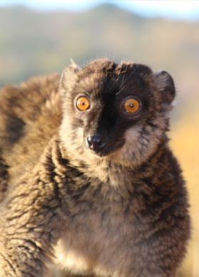 Common Brown Lemur