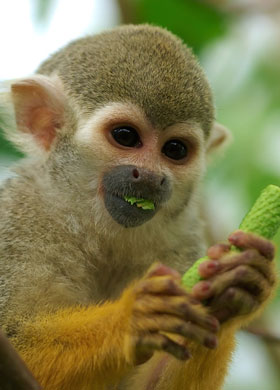 SQUIRREL MONKEY 