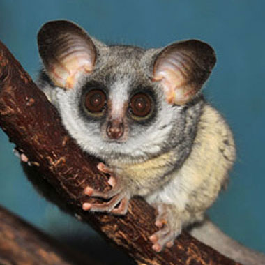 Bushbabies