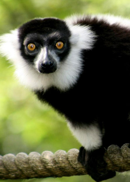 BLACK AND WHITE RUFFED LEMURS