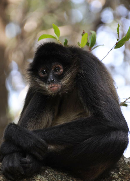 BLACK-HANDED SPIDER MONKEYS 