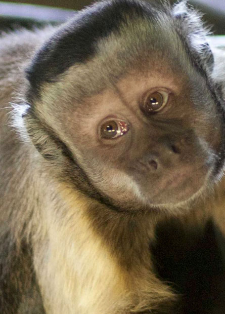 pet capuchin monkey