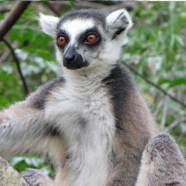 Lemurs